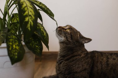 Kedi bir saksının yanında yerde yatıyor. Kedi, beyaz tenceredeki yeşil çiçeğe bak..