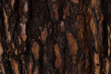 Üzerinde yeşil yosun ve liken olan kabuklu kahverengi ağaç kabuğu..