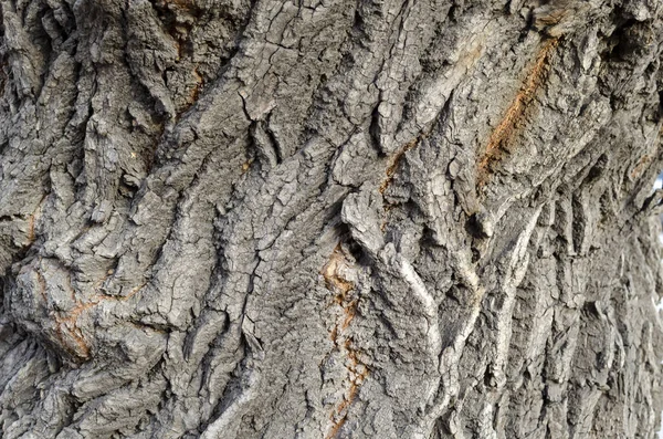 Textuur Van Een Oude Boom Een Bos — Stockfoto