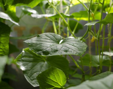 Bir serada yeşil yaprak salatalığı