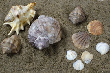 Kumlu arka planda deniz yumuşakçaları var.