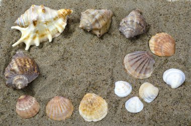 Kumlu arka planda deniz yumuşakçaları var.