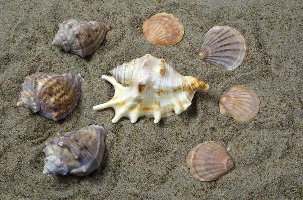 Várias Conchas Moluscos Marinhos Sobre Fundo Arenoso — Fotografia de Stock