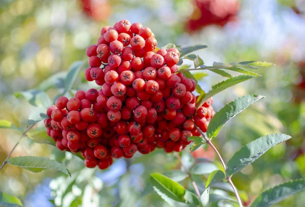 Yeşil yapraklı büyük bir demet böğürtlen ile rowan dalı