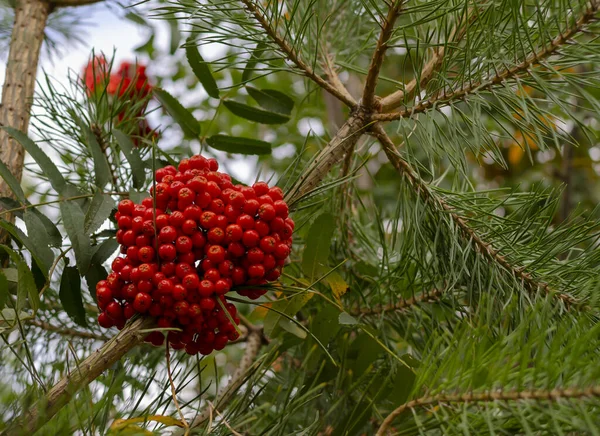 rowan branch with a large bunch of berries on a background of green foliage