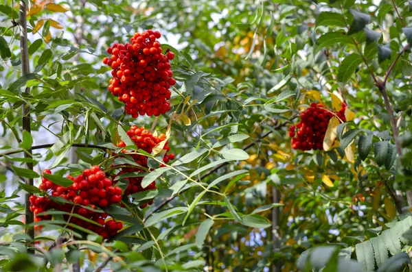 rowan branch with a large bunch of berries on a background of green foliage