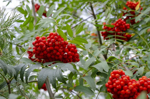 rowan branch with a large bunch of berries on a background of green foliage