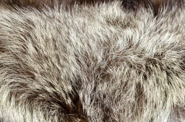 Gri siyah kahverengi lüks hayvan kürküne yakın plan - stok fotoğrafı