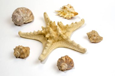 Beyaz arka planda izole edilmiş klipsli bir deniz yıldızı ile deniz canlıları konsepti