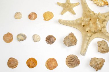 Beyaz arka planda izole edilmiş klipsli bir deniz yıldızı ile deniz canlıları konsepti