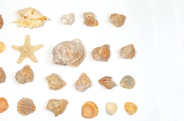 Beyaz arka planda izole edilmiş klipsli bir deniz yıldızı ile deniz canlıları konsepti