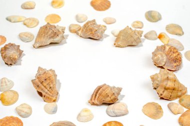 Beyaz arkaplanda birkaç farklı yumuşakça kabuğu var.