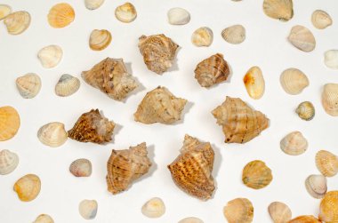 Türlerin birçok küçük kabuğu yakın planda.