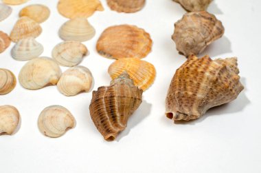 Türlerin birçok küçük kabuğu yakın planda.