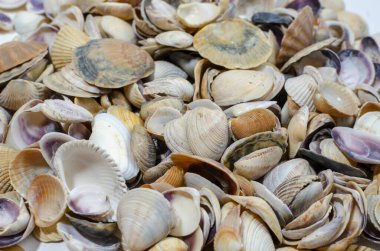 Yüksek açı, panoramik deniz yıldızı ve deniz kabuğu manzarası