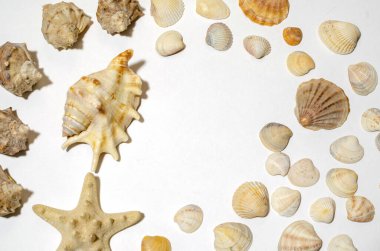 Beyaz arka planda farklı deniz kabukları, deniz kenarında tatil kavramı. Arkaplan ve yan taraftaki kabuklardan yapılmış bir çerçeve, boşluğu kopyala