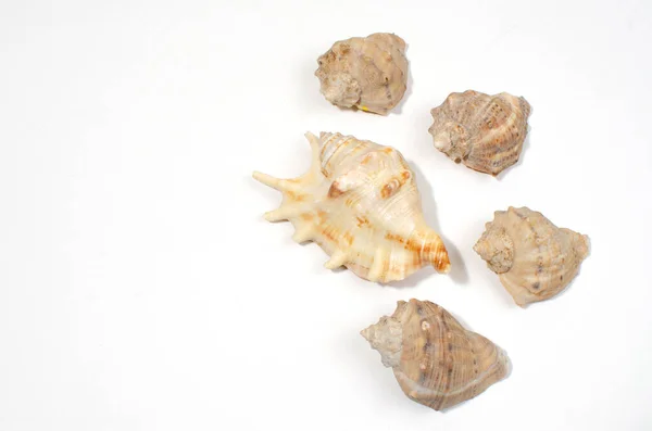 白い背景に異なる貝殻 海での休日の概念 背景と側面にシェルで作られたフレーム コピースペース — ストック写真