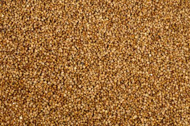 Katı karabuğday Groats konseptine yakın çekim. Sağlıklı yeme kavramı.