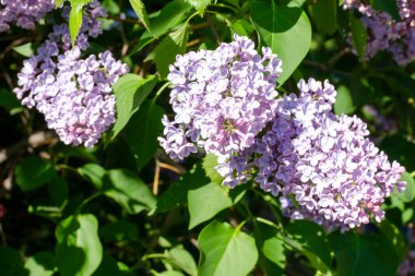 Çiçekli leylak dalı ve yeşil yapraklar. Yüzeyin derinliği. Seçici odak.