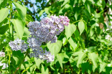 Çiçekli leylak dalı ve yeşil yapraklar. Yüzeyin derinliği. Seçici odak.