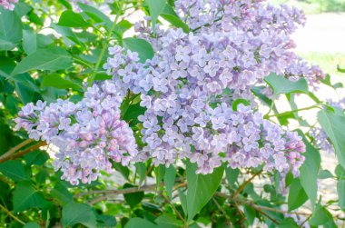 Leylak dalı. Daldaki leylak çiçekleri. Leylak küçük leylak çiçekleri
