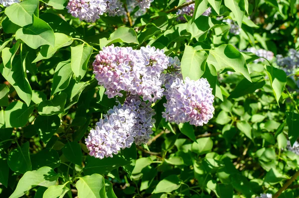 Blommande Lila Gren Och Gröna Blad Grunt Skärpedjup Selektiv Inriktning — Stockfoto