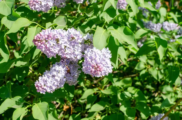 Blommande Lila Gren Och Gröna Blad Grunt Skärpedjup Selektiv Inriktning — Stockfoto