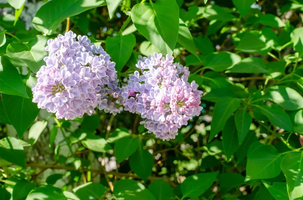 Blossoming Lilac Branch Green Leaves Shallow Depth Field Selective Focus — Stock Photo, Image