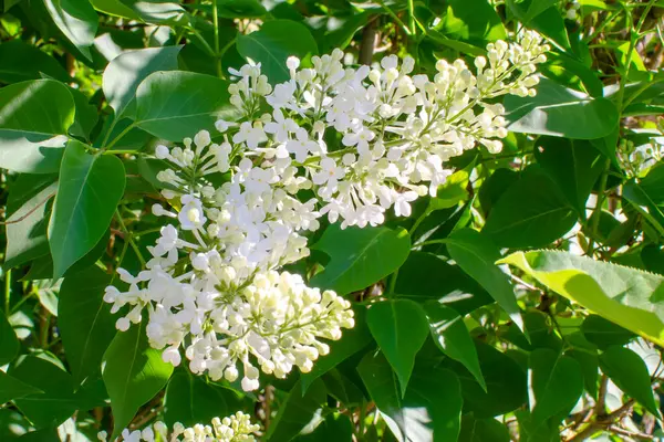 Ramo Lilla Fiori Lilla Sul Ramo Lilla Piccoli Fiori Lilla — Foto Stock