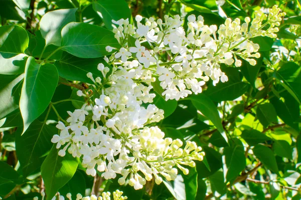 丁香枝条 树枝上的紫丁香花 丁香小丁香花 — 图库照片