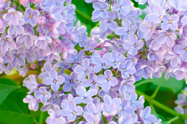 Lila Gren Lila Blommor Grenen Lila Lila Blommor — Stockfoto