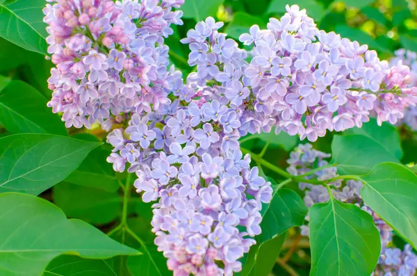 丁香枝条 树枝上的紫丁香花 丁香小丁香花 — 图库照片