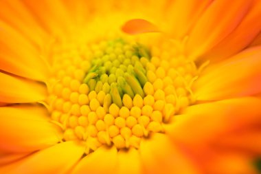 Güzel portakallı marigold, Calendula Officinalis çiçek merkezi.