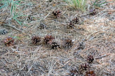 Yerde bir sürü kuru kozalak var. Yerde eski kahverengi çam iğneleri.