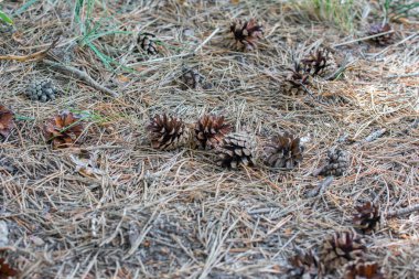 Yerde bir sürü kuru kozalak var. Yerde eski kahverengi çam iğneleri.