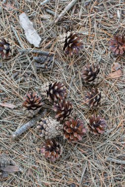 Yerde bir sürü kuru kozalak var. Yerde eski kahverengi çam iğneleri.