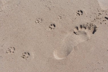 Tek insan yalınayak ve köpek pençeleri kumsalda iz bırakır.