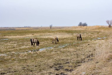 Konik ya da ilkel Polonyalı at, sonbahar mevsiminde ıslak tarlalarda otluyor.