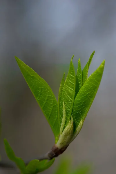 Verde Fresco Florescendo Folhas Árvore Broto — Fotografia de Stock