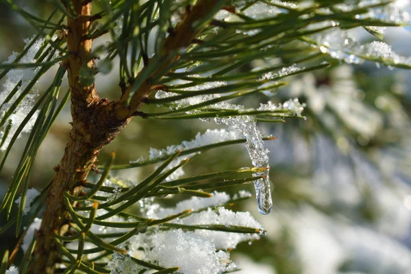 松の木の針からぶら下がっている小さなつらら 冬雪の背景 — ストック写真
