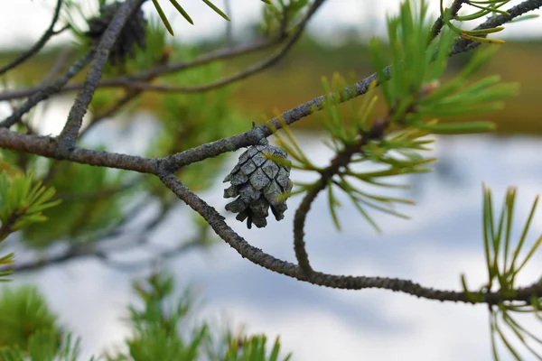 Tall Kon Gren Med Gröna Nålar Och Vatten Bakgrund Träsknatur — Stockfoto