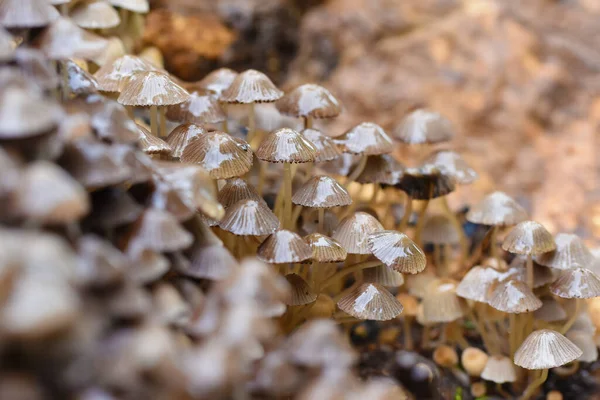 Pequenos Cogumelos Marrons Molhados Após Chuva Mycena Arcangeliana — Fotografia de Stock