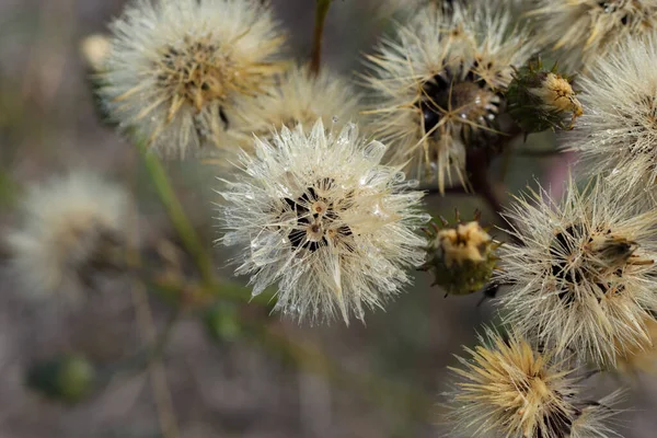 Nahaufnahme Von Flusen Von Feucht Verblassten Katzenblumen Hypochaeris Radicata — Stockfoto