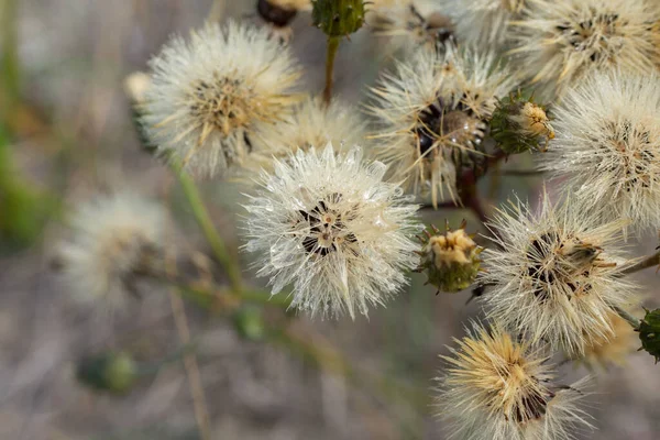 Gros Plan Sur Les Peluches Fleurs Catsear Hypochaeris Radicata Fanées — Photo