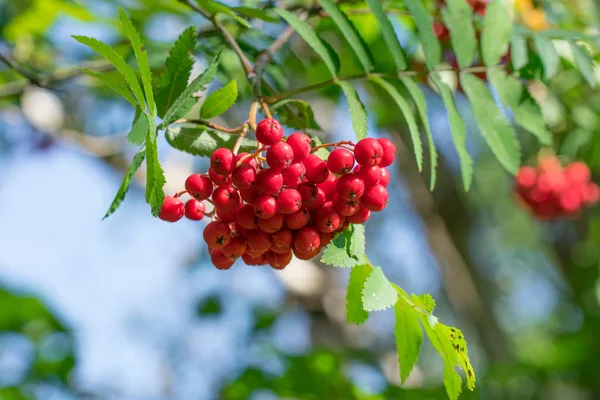 木の小枝からぶら下がっている赤いローワン ソルバス オークパリア の果実の束 緑の背景 — ストック写真