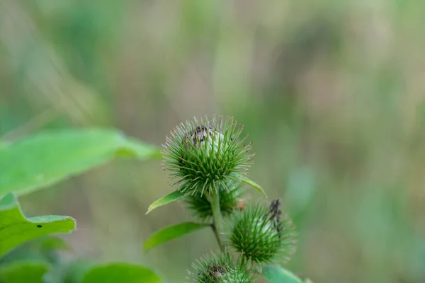 Grüne Knospen Der Klette Arctium Lappa — Stockfoto