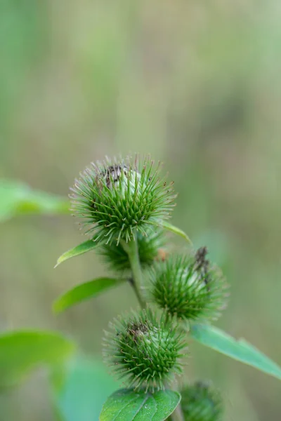 Grüne Knospen Der Klette Arctium Lappa — Stockfoto