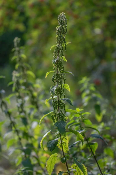 Single Stinging Nettle Plant Front Green Blurred Stinging Nettle Background — Stock Photo, Image