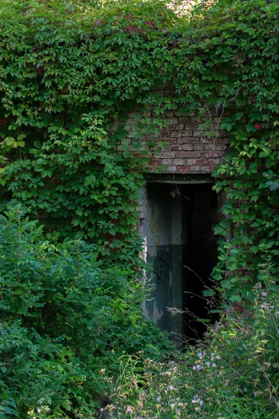 緑の植物で栽培された古いレンガ造りの建物の暗い放棄された入り口 — ストック写真