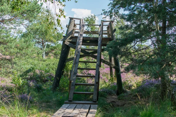 Torre Paisaje Pantano Lleno Brezo Común Púrpura Floreciente Calluna Vulgaris —  Fotos de Stock